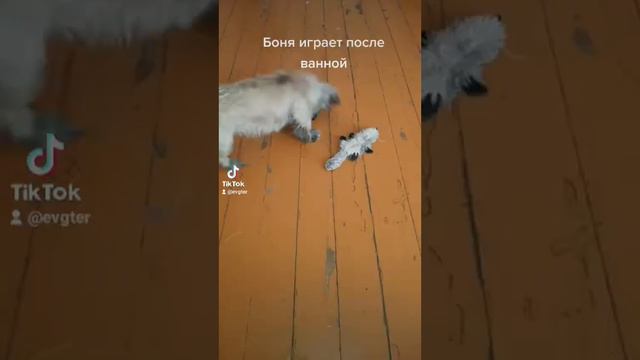 Моя собака после ванны, недовольна 😆🦁 смотреть онлайн