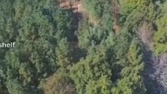 Sasquatch Shaking A Large Tree Tennessee. смотреть онлайн