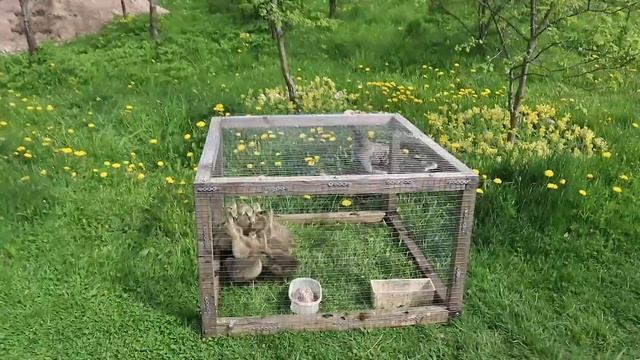 Воспитательницу детсада пришлось ловить и нести на руках! смотреть онлайн