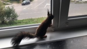 Обыкновенная белка Белка в квартире Белка не хочет уходить