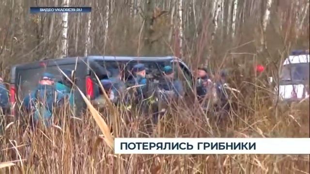 Потерялись грибники