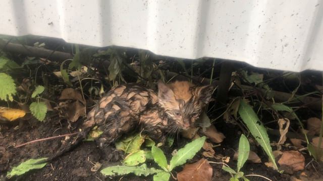 Приехал на дачу а тут откуда то взялся замерзший котенок сидел на грядке в земле смотреть онлайн