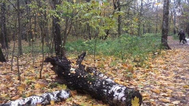 ?1239?Из чего сложился октябрьский день ? ? ? Лесная прогулка ?♀️#природа#осень смотреть онлайн