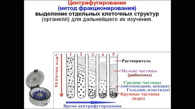 МЕТОДЫ ЦИТОЛОГИИ. КЛЕТОЧНАЯ ТЕОРИЯ смотреть онлайн