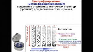 МЕТОДЫ  ЦИТОЛОГИИ. КЛЕТОЧНАЯ ТЕОРИЯ