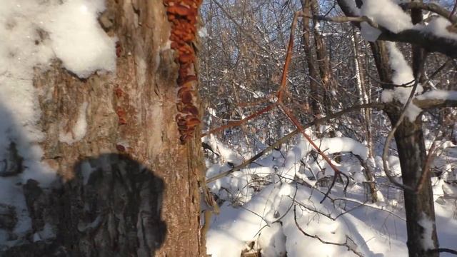 ГРИБЫ ЯНВАРЯ! НЕ ЗРЯ МЫ ЗАШЛИ В ЭТУ ЛОЩИНУ! ВОЛШЕБНОЕ ДЕРЕВО! По ГРИБЫ в 2022! ЭТО ЧУДО! смотреть онлайн