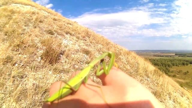 Mushroomskillazz.Вылазка в горы,Шиханы.Часть 3-Торатау смотреть онлайн