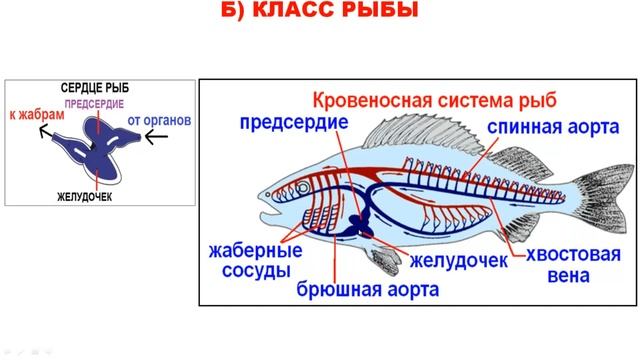 ЭВОЛЮЦИЯ КРОВЕНОСНОЙ СИСТЕМЫ У ЖИВОТНЫХ смотреть онлайн