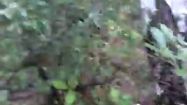 когда нельзя собирать грибы смотреть онлайн