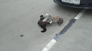 Коты дерутся