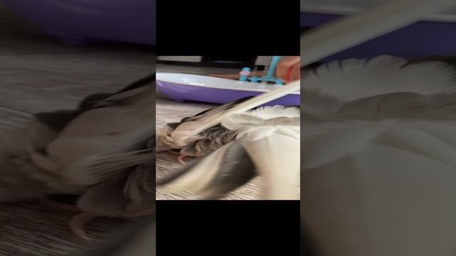Попугай купается | #SHORTS смотреть онлайн