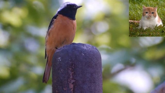 Обыкновенная горихвостка - Phoenicurus phoenicurus смотреть онлайн