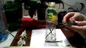 Черенкование, размножение,орхидей//3 метода//