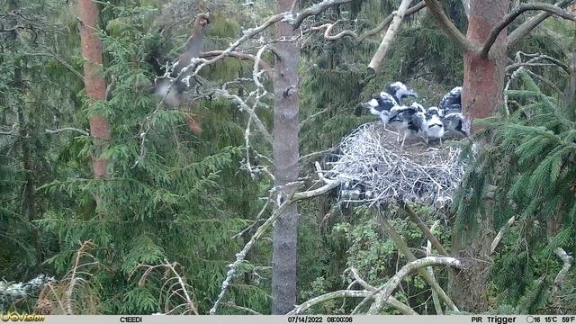 Black Stork Ciconia nigra must-toonekurg Eedi and chicks, including Bonus2 20220714 смотреть онлайн