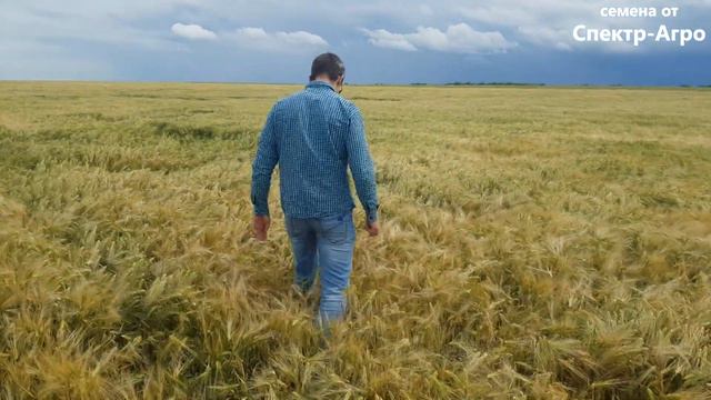 Озимый ячмень. Выявлен самый урожайный сорт! Стабильно высокий урожай. В условиях Крыма 2020