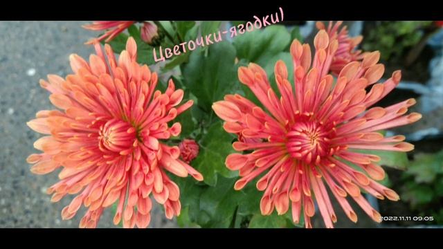 ?#хризантема ?#мультифлора Рябиновая игольчатая ?#flowers #shorts #шортс #cvetochkiyagodki #reels смотреть онлайн