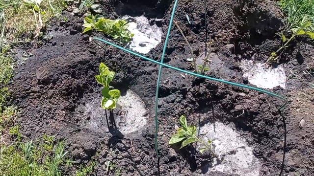 ГОРТЕНЗИЯ. РАЗМНОЖЕНИЕ ДЕЛЕНИЕМ КУСТА #гортензия#гортензияразмножение#делениекуста#сад#пересадкагор смотреть онлайн