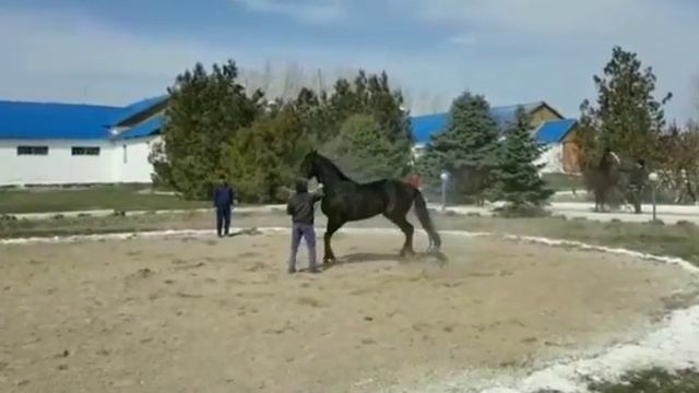 Луговской конный завод аукцион 15.03.2019 смотреть онлайн