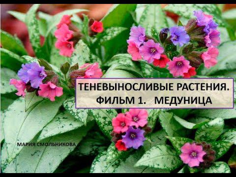 Теневыносливые растения. Медуница. смотреть онлайн