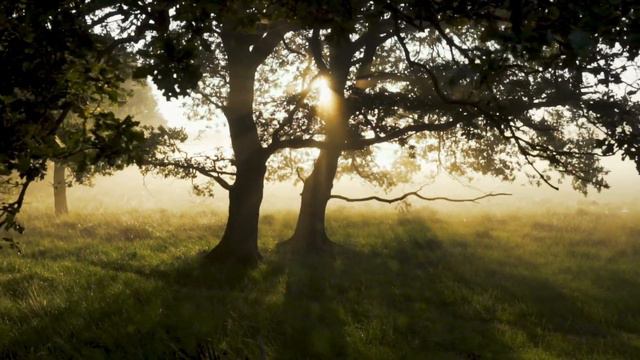 Притча о том, как правильно хотеть смотреть онлайн