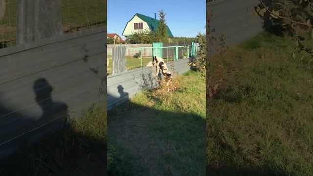 Dogs love любовь собак через забор смотреть онлайн