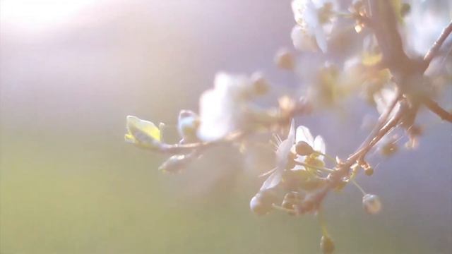 Весна вновь наш край посетила ( инструментальное исполнение )