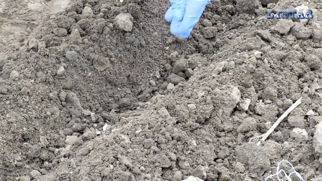 нигелла дамасская выращивание из семян нигелла как сажать огород сад розарий цветник