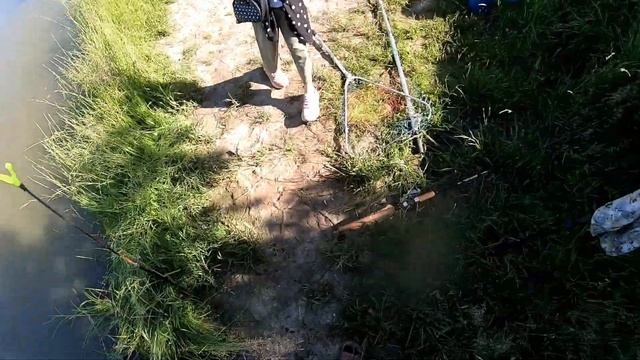 Бешеный клев карпа в Белавино смотреть онлайн