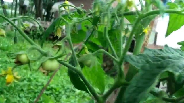 помидор в бочке, высокая урожайность смотреть онлайн