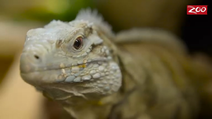 Встреча с игуаной смотреть онлайн