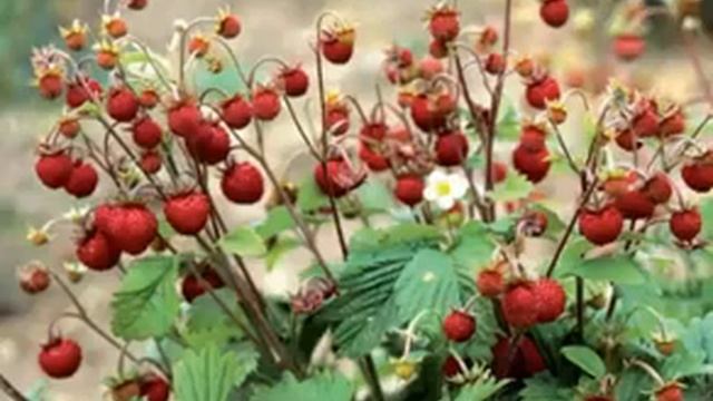 Запись 2017 07 16 02 18 11 577 смотреть онлайн