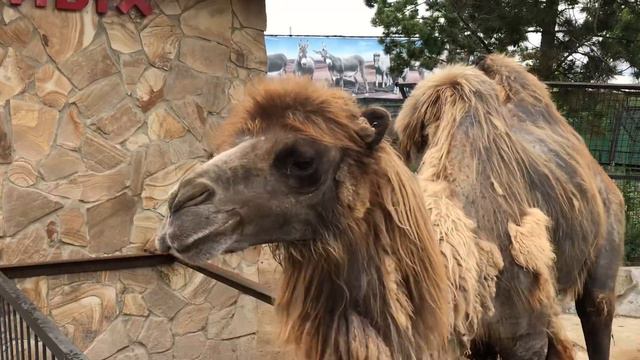 Верблюжонок Лапушкин тоже начал линять) Lapushkin the camel also began to molt) смотреть онлайн