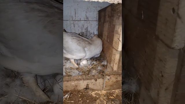 Индоутка села на яйца. Как понять что она уже готовая к высиживанию. смотреть онлайн