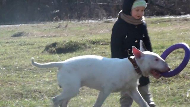 Bull terrier spring 2012/04 part 07 смотреть онлайн