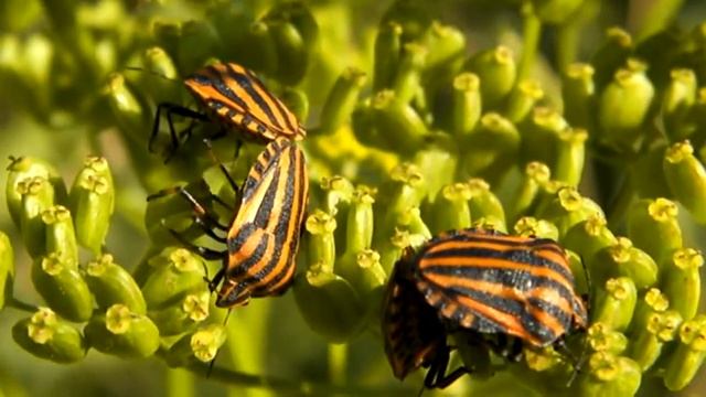 sypermacro olympys sp600uz avi смотреть онлайн