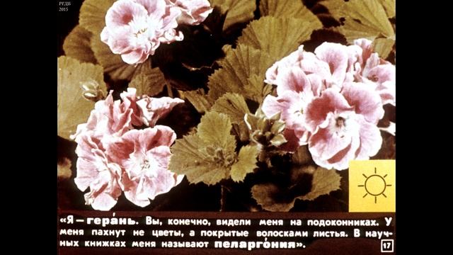 Диафильм Пусть радуют цветы (о комнатных растениях) /для 2-3 класса/ смотреть онлайн