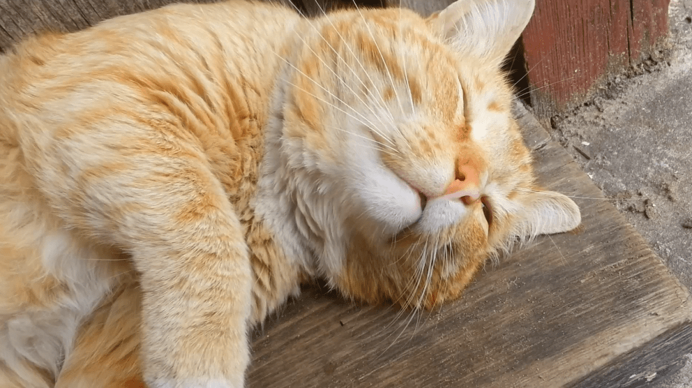 Городские коты. Часть 2 смотреть онлайн