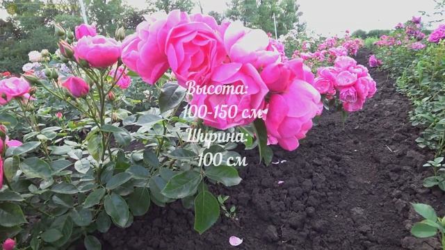 Ангела! смотреть онлайн