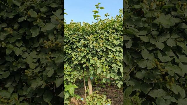 Коламбия Санрайз