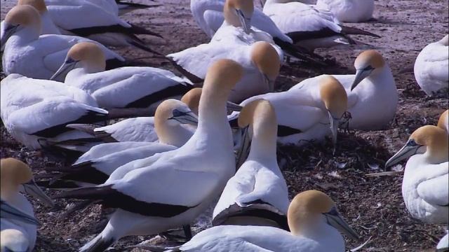 Wildlife Видео про чаек смотреть онлайн
