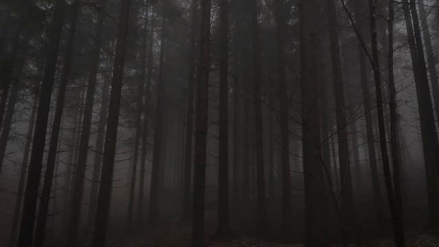 Relaxing Walk Through The Forest, Sounds Of Rain On Umbrella / Sleep And Relax