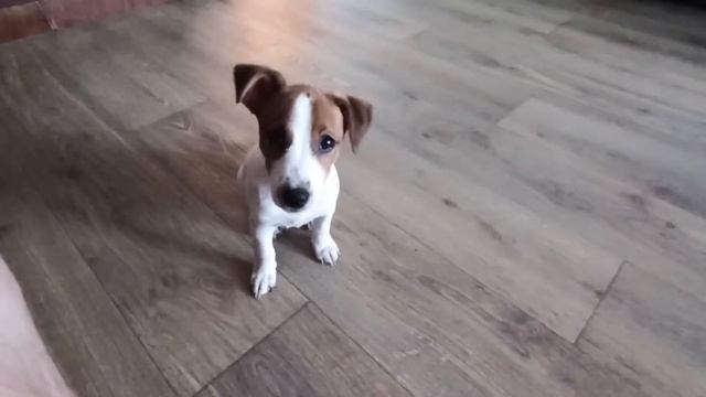 С чего начать дресировку Джек Рассела смотреть онлайн