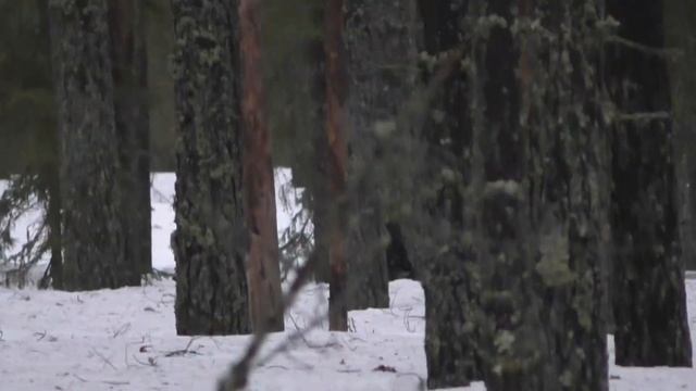 27 марта 2023, токующий глухарь смотреть онлайн