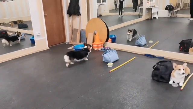 Мини ОКД тренировка смотреть онлайн