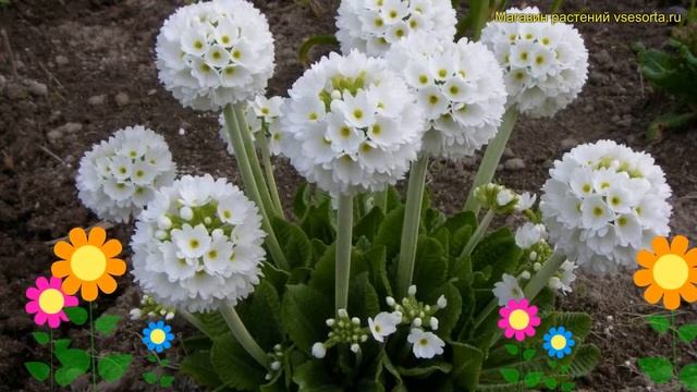 Примула мелкозубчатая Пром Уайт. Краткий обзор, описание primula denticulata Prom White смотреть онлайн