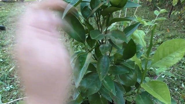 Дача в Сочи (Адлер). Посадка Авокадо, Личи, Манго. смотреть онлайн