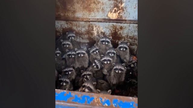 Ты что тут делаешь? Э? Еноты в мусорке лол смотреть онлайн