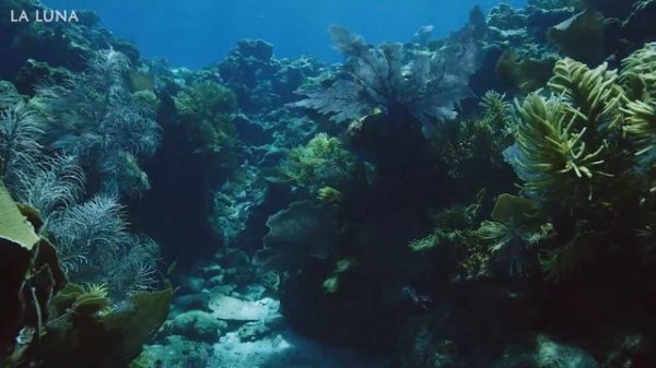 Sleep instantly in 5 minutes | Deep sleep music | Great relaxing music to relieve stress