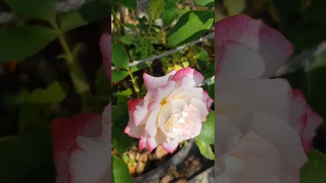 "Jubile du Prince de Monaco" rose смотреть онлайн