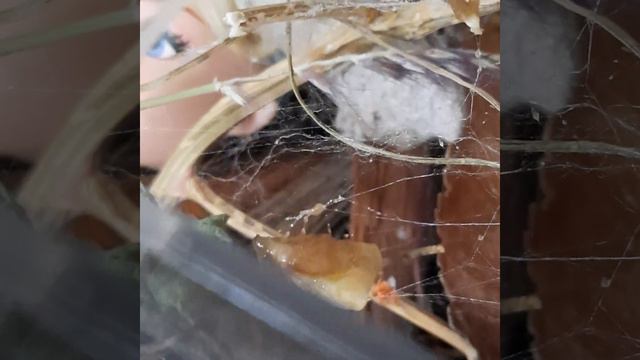 Doris Night almost loses her banana смотреть онлайн